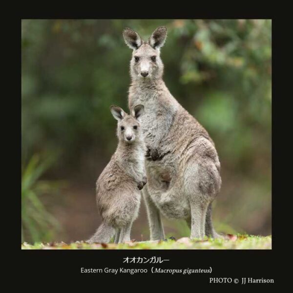 Eastern Gray Kangaroo （Macropus giganteus） オオカンガルー （双前歯目 カンガルー型亜目 カンガルー上科 カンガルー科 カンガルー亜科 カンガルー族 カンガルー属）