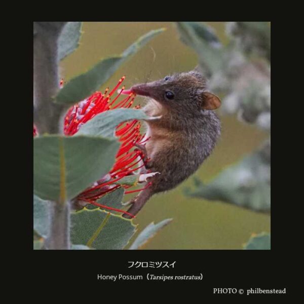 Honey Possum （Tarsipes rostratus） フクロミツスイ （双前歯目 カンガルー型亜目 フクロモモンガ上科 フクロミツスイ科 フクロミツスイ属）