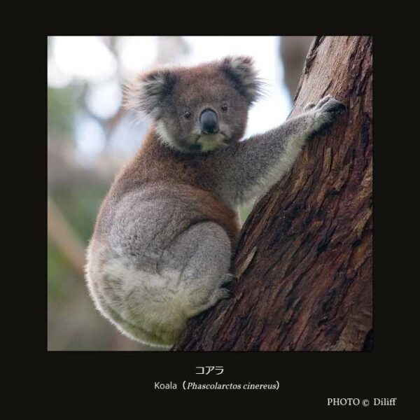 Koala （Phascolarctos cinereus） コアラ （双前歯目 ウォンバット型亜目 コアラ科 コアラ属）
