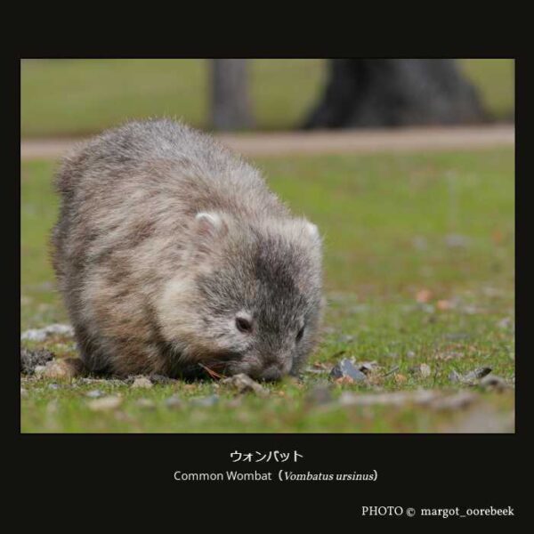 Common Wombat （Vombatus ursinus） ウォンバット （双前歯目 ウォンバット型亜目 ウォンバット科 ウォンバット属）
