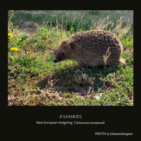 West European Hedgehog （Erinaceus europaeus） ナミハリネズミ （真無盲腸目 ハリネズミ科 ハリネズミ亜科 ハリネズミ属）