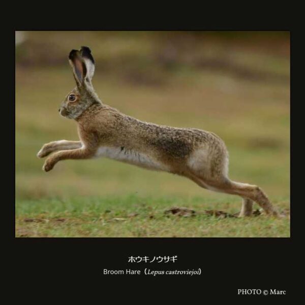 Broom Hare （Lepus castroviejoi） ホウキノウサギ （兎形目 ウサギ科 ノウサギ属 Eulagos亜属）