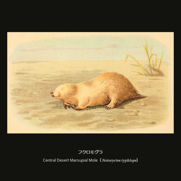 Central Desert Marsupial Mole （Notoryctes typhlops） フクロモグラ （フクロモグラ形目 フクロモグラ科 フクロモグラ属）