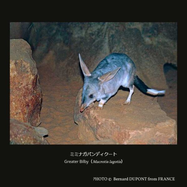 Greater Bilby （Macrotis lagotis） ミミナガバンディクート （バンディクート形目 ミミナガバンディクート科 ミミナガバンディクート属）