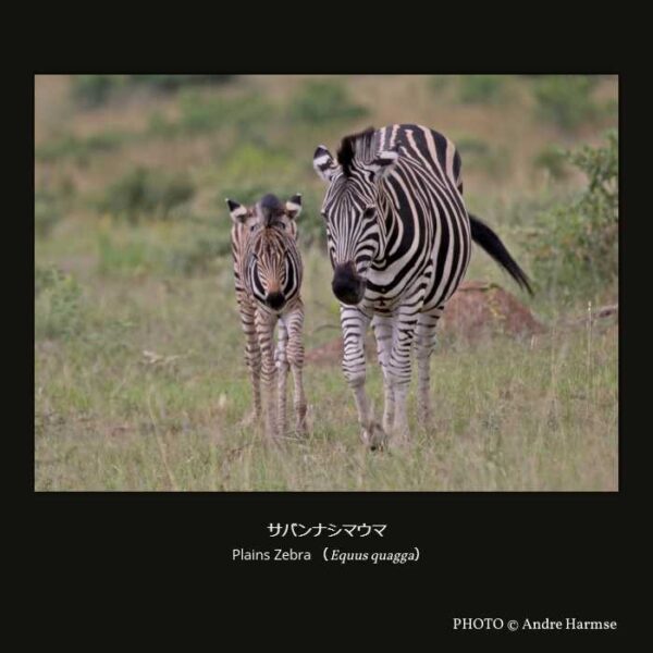 Plains Zebra （Equus quagga） サバンナシマウマ （奇蹄目 ウマ亜目 ウマ科 ウマ属 ）