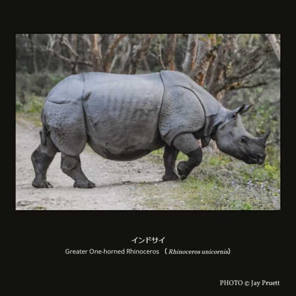 Greater One-horned Rhinoceros （Rhinoceros unicornis） インドサイ（奇蹄目 有角亜目 サイ科 インドサイ属  ）