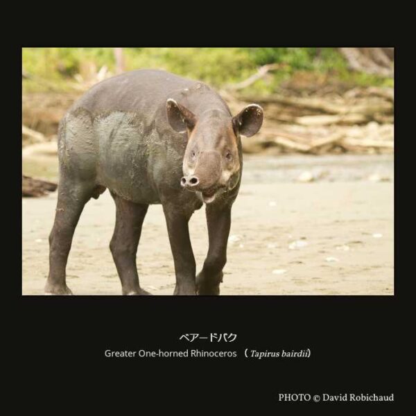 Central American Tapir （Tapirus bairdii） ベアードバク（奇蹄目 有角亜目 バク科 バク属 ベアードバク亜属  ）
