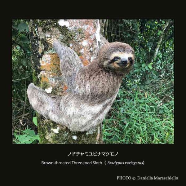 Brown-throated Three-toed Sloth （Bradypus variegatus） ノドチャミユビナマケモノ （有毛目 ナマケモノ亜目 ミユビナマケモノ科 ミユビナマケモノ属）