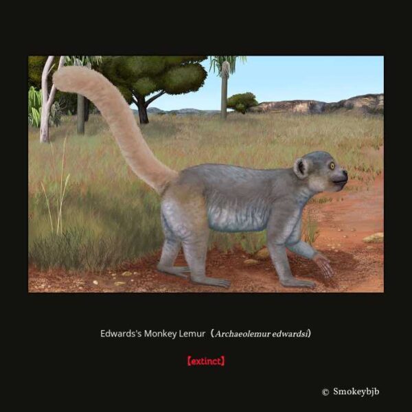 Edwards's Monkey Lemur （Archaeolemur edwardsi）（霊長目 曲鼻亜目 キツネザル型下目 キツネザル上科 Archaeolemuridae科 Archaeolemur属）