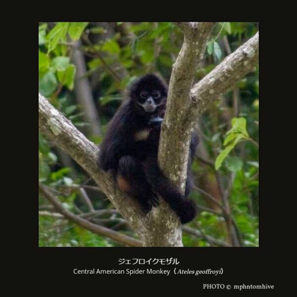 Central American Spider Monkey （Ateles geoffroyi）ジェフロイクモザル （霊長目 直鼻亜目 真猿型下目 広鼻小目 クモザル科 クモザル属）