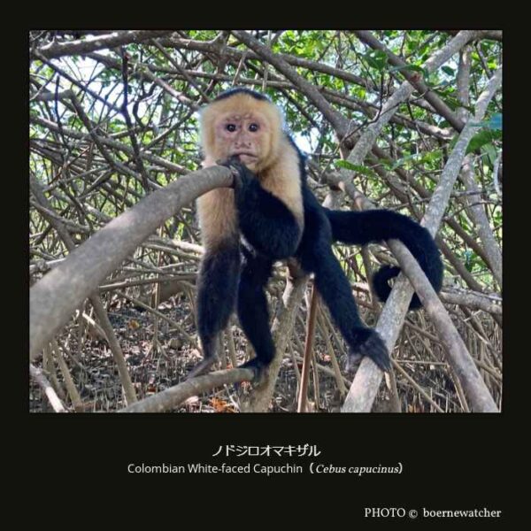 Colombian White-faced Capuchin （Cebus capucinus）ノドジロオマキザル （霊長目 直鼻亜目 真猿型下目 広鼻小目 オマキザル科 オマキザル亜科 オマキザル属）
