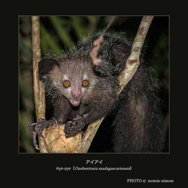 Aye-aye （Daubentonia madagascariensis）アイアイ （霊長目 曲鼻亜目 アイアイ型下目 アイアイ科 アイアイ属）