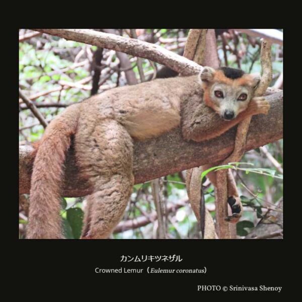 Crowned Lemur （Eulemur coronatus） カンムリキツネザル （霊長目 曲鼻亜目 キツネザル型下目 キツネザル上科 キツネザル科 キツネザル属）