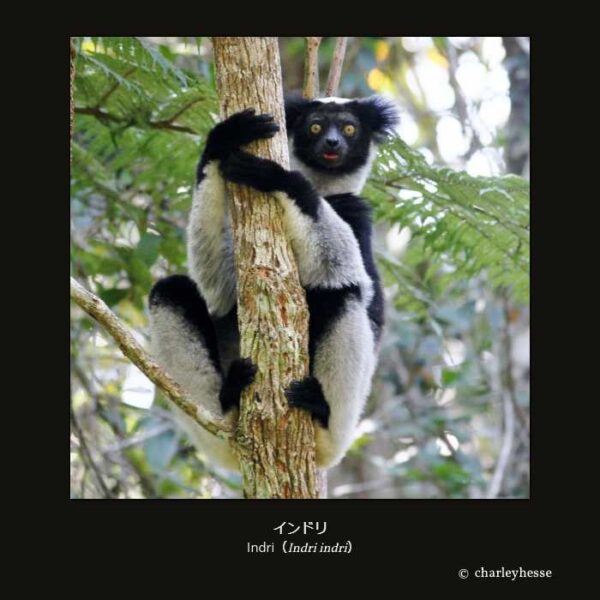 Indri （Indri indri） インドリ （霊長目 曲鼻亜目 キツネザル型下目 キツネザル上科 インドリ科 インドリ属）