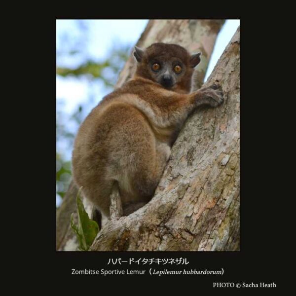 Zombitse Sportive Lemur （Lepilemur hubbardorum） ハバードイタチキツネザル （霊長目 曲鼻亜目 キツネザル型下目 キツネザル上科 イタチキツネザル科 イタチキツネザル属）