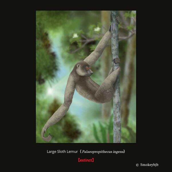 Large Sloth Lemur （Palaeopropithecus ingens） （霊長目 曲鼻亜目 キツネザル型下目 キツネザル上科 Palaeopropithecidae科 Palaeopropithecus属）