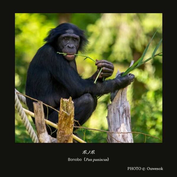 Bonobo （Pan paniscus） ボノボ （霊長目 直鼻亜目 真猿型下目 狭鼻小目 ヒト上科 ヒト科 チンパンジー属）