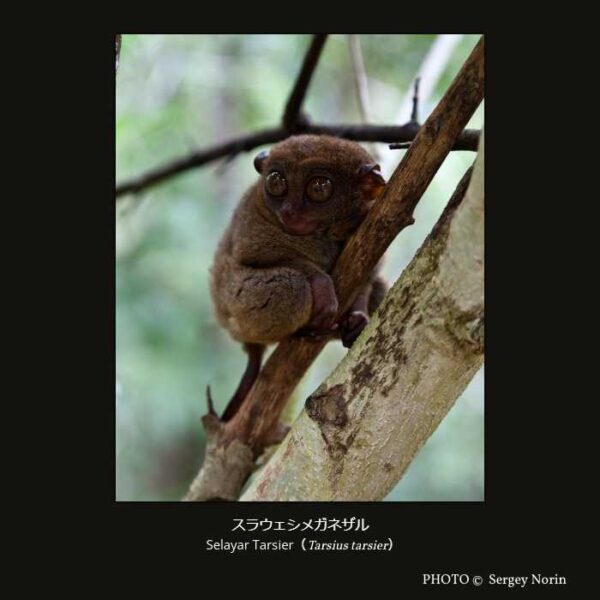 Selayar Tarsier （Tarsius tarsier）スラウェシメガネザル （霊長目 直鼻亜目 メガネザル型下目 メガネザル科 メガネザル属）