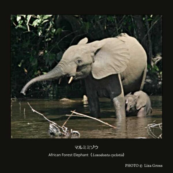 African Forest Elephant（Loxodonta cyclotis）マルミミゾウ （長鼻目 ゾウ科 アフリカゾウ属 ）