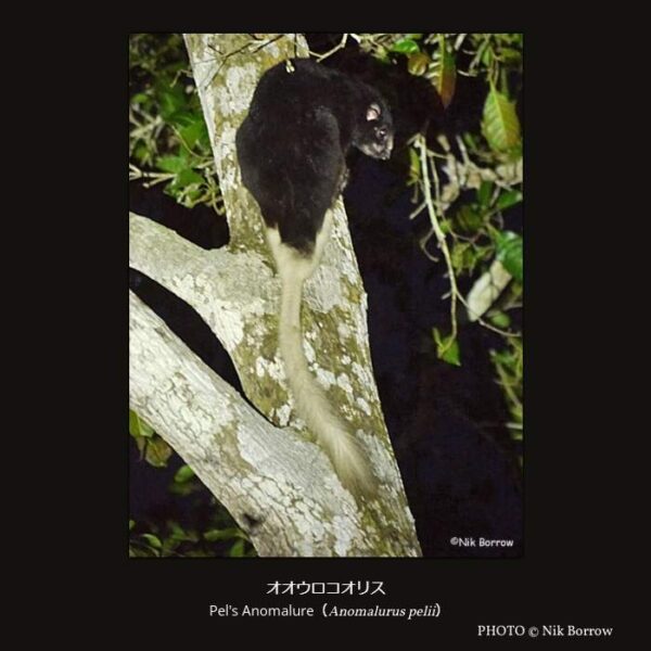 Pel's Anomalure （Anomalurus pelii）オオウロコオリス （齧歯目 Supramyomorpha亜目 ウロコオリス形下目 ウロコオリス科 ウロコオリス属 ）