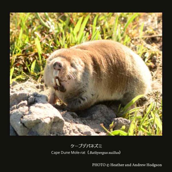 Cape Dune Mole-rat （Bathyergus suillus） ケープデバネズミ （齧歯目 ヤマアラシ形亜目 ヤマアラシ顎下目  所属不明(Incertae sedis)上科 デバネズミ科 デバネズミ属）