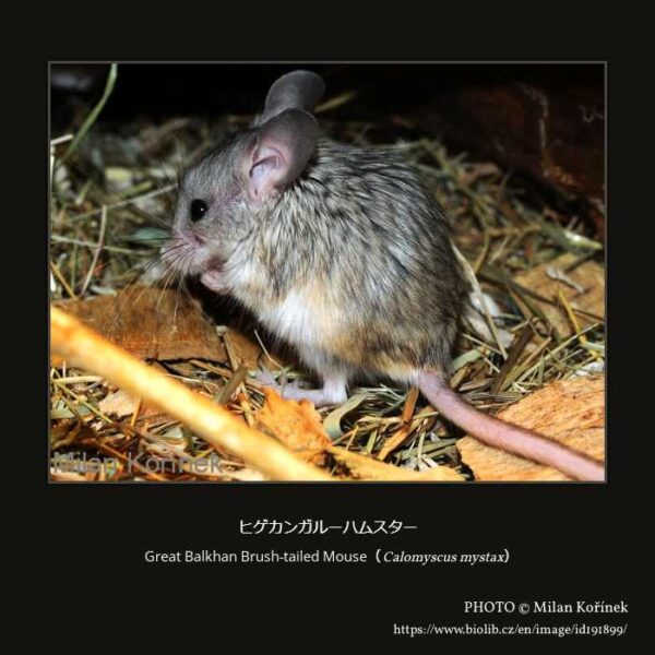 Great Balkhan Brush-tailed Mouse （Calomyscus mystax） ヒゲカンガルーハムスター （齧歯目 Supramyomorpha亜目 ネズミ形下目 ネズミ上科 カンガルーハムスター科 カンガルーハムスター属）