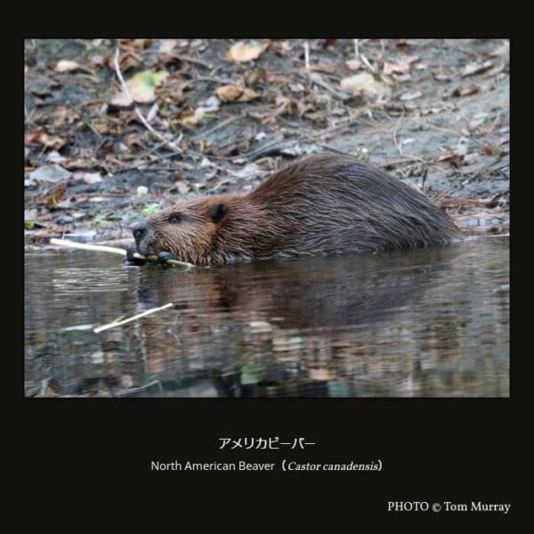North American Beaver （Castor canadensis）アメリカビーバー （齧歯目 Supramyomorpha亜目 ビーバー形下目 ビーバー科 ビーバー属 ）