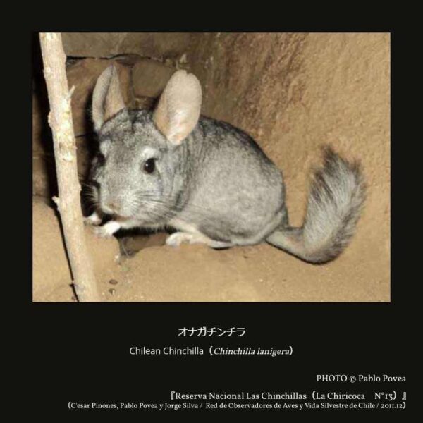 Chilean Chinchilla（Chinchilla lanigera） オナガチンチラ（齧歯目 ヤマアラシ形亜目 ヤマアラシ顎下目 チンチラ上科 チンチラ科 チンチラ属）