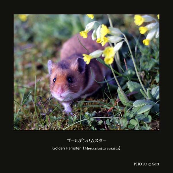 Golden Hamster （Mesocricetus auratus）ゴールデンハムスター （齧歯目 Supramyomorpha亜目 ネズミ形下目 ネズミ上科 キヌゲネズミ科 キヌゲネズミ亜科 ゴールデンハムスター属 ）