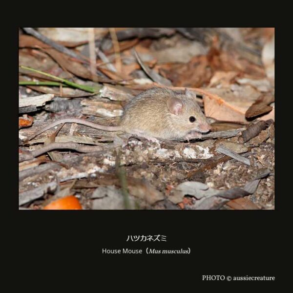 House Mouse （Mus musculus）ハツカネズミ （齧歯目 Supramyomorpha亜目 ネズミ形下目 ネズミ上科 ネズミ科 ネズミ亜科 ネズミ族 ハツカネズミ属 ）