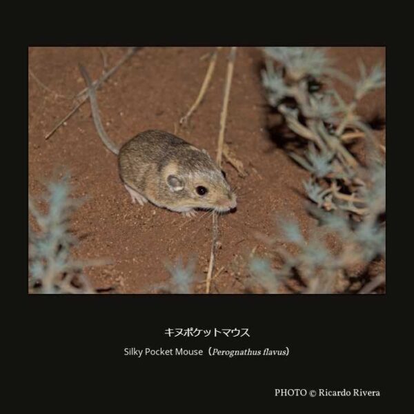 Silky Pocket Mouse （Perognathus flavus）キヌポケットマウス （齧歯目 Supramyomorpha亜目 ビーバー形下目 ポケットマウス科 ポケットマウス亜科 ポケットマウス属 ）