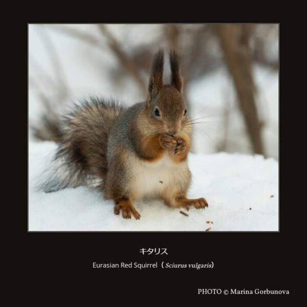 Eurasian Red Squirrel （Sciurus vulgaris）キタリス （齧歯目 リス形亜目 リス科 リス亜科 リス族 リス属 リス亜属）