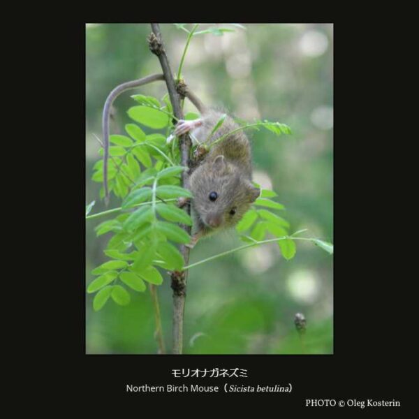 Northern Birch Mouse （Sicista betulina）モリオナガネズミ （齧歯目 Supramyomorpha亜目 ネズミ形下目 トビネズミ上科 Sminthidae科 オナガネズミ属  ）