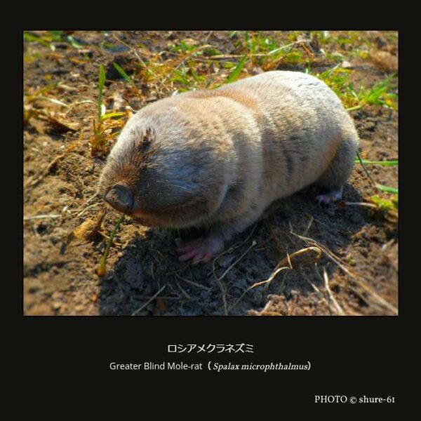 Greater Blind Mole-rat （Spalax microphthalmus）ロシアメクラネズミ （齧歯目 Supramyomorpha亜目 ネズミ形下目 ネズミ上科 メクラネズミ科 メクラネズミ亜科 メクラネズミ属 ）