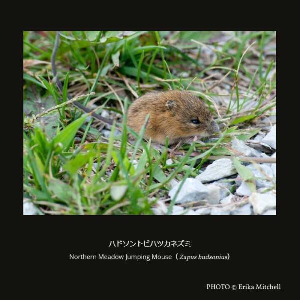 Northern Meadow Jumping Mouse （Zapus hudsonius）ハドソントビハツカネズミ （齧歯目 Supramyomorpha亜目 ネズミ形下目 トビネズミ上科 トビハツカネズミ科 トビハツカネズミ属  ）