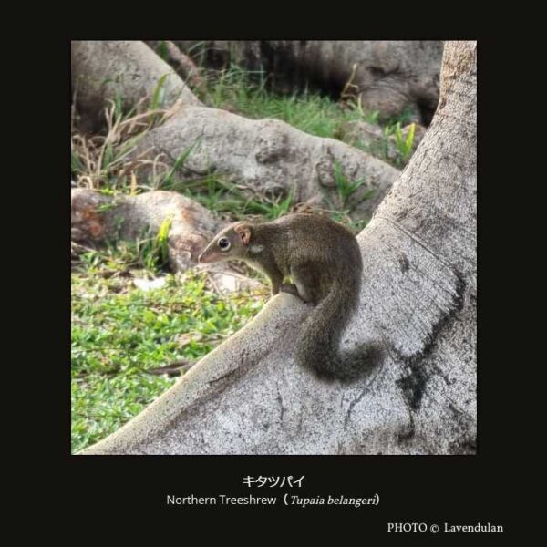 Northern Treeshrew （Tupaia belangeri） キタツパイ （登木目 ツパイ科 ツパイ属）