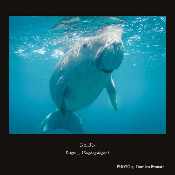 Dugong（Dugong dugon）ジュゴン （海牛目 ジュゴン科 ジュゴン属）