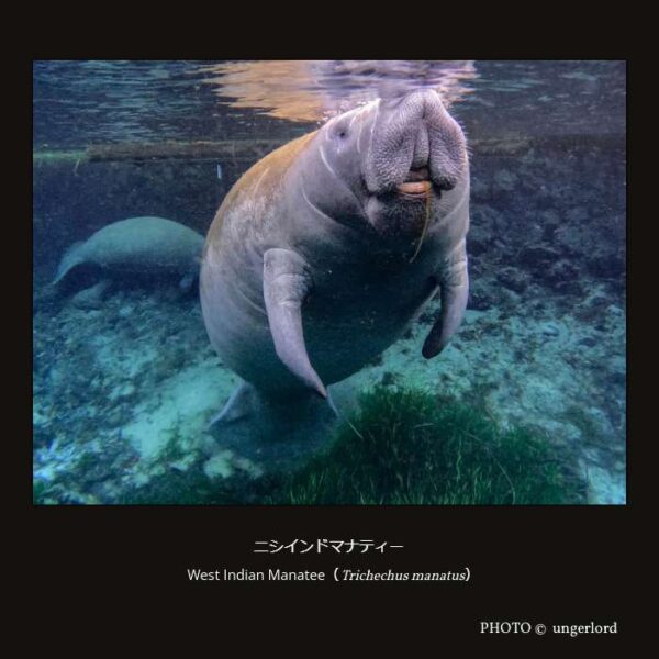West Indian Manatee（Trichechus manatus）ニシインドマナティー（海牛目 マナティ科 マナティ属）