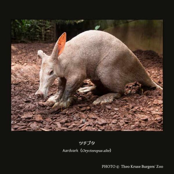 Aardvark （Orycteropus afer）ツチブタ （管歯目 ツチブタ科 ツチブタ属 ）
