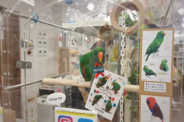 鳥専門店BIRDMORE 南青山店のゴーヤン君