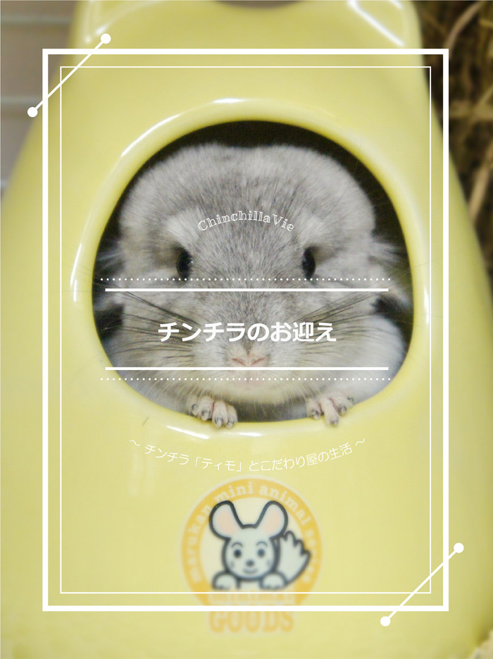 チンチラのお迎え Chinchillavie チンチラ ティモ とこだわり屋の生活