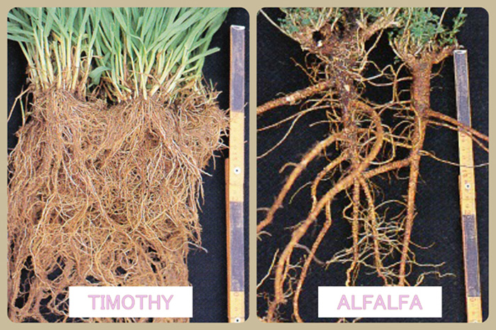イネ科牧草とマメ科牧草の根っこの違いの写真　イネ科牧草は豊富な根をもち、マメ科牧草は深くしっかりとした根梁りで根粒菌をつけています