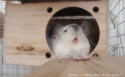 チンチラのティモがゆったり横になって眠れる巣箱として愛用している「KAWAI フルハウス」