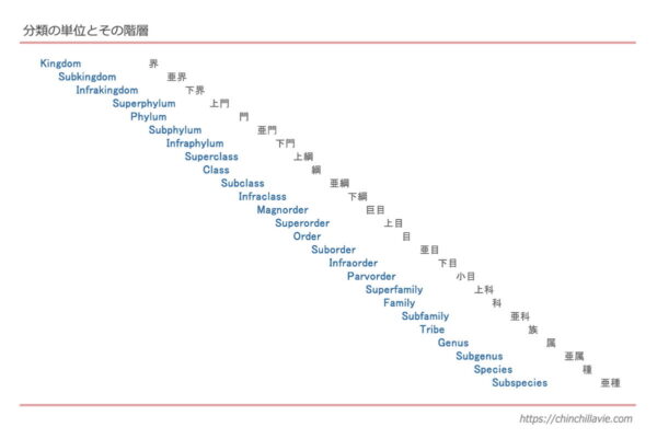 分類学とはどんなもの？分類学の基本的なしくみと学名・和名・英名の違いについて ChinchillaVie ～チンチラ「ティモ」とこだわり屋の生活～