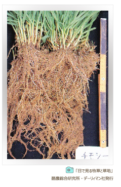 イネ科牧草の代表格 チモシーの根っこ 豊富な根
