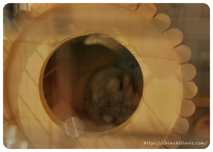 SBSコーポレーションさんの円筒巣箱で安心した様子で眠っているチンチラのティモ