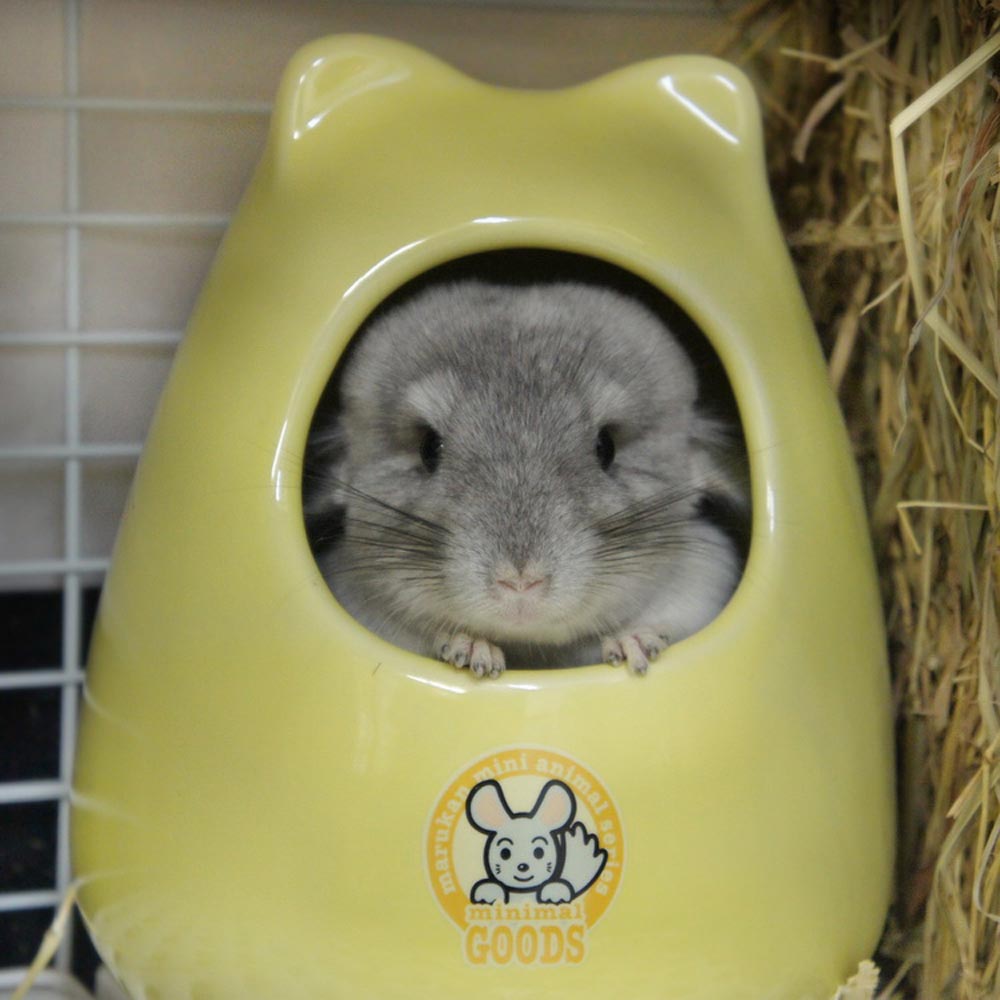 チンチラのティモと鶯谷のうさぎさんで初めての対面 マルカン チンチラのおへやから顔を覗かせるかわいすぎるチンチラのティモ