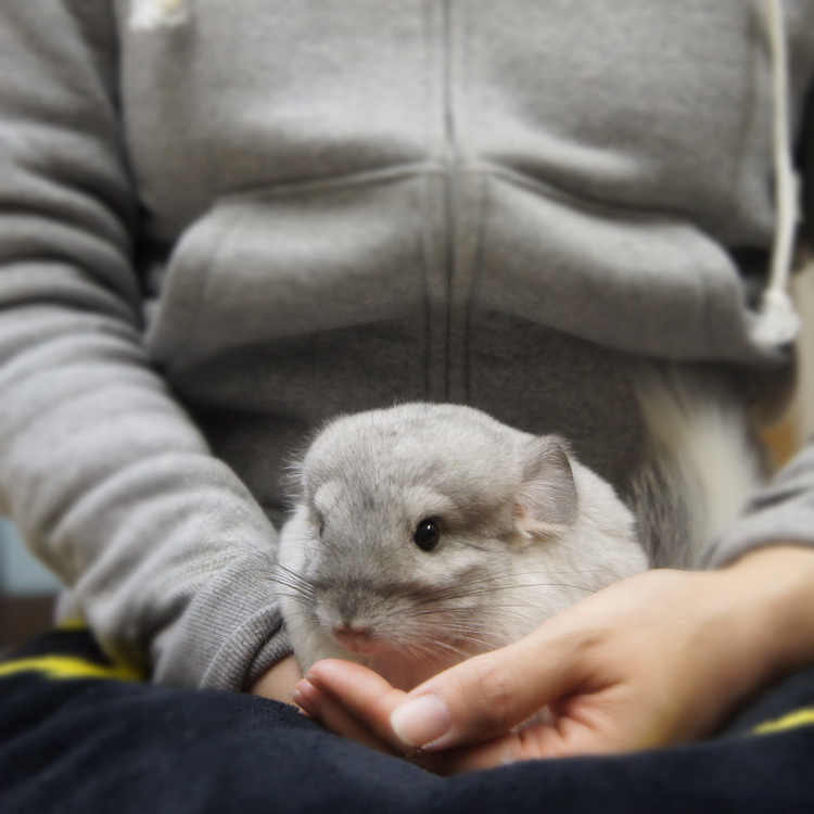 チンチラのティモと鶯谷のうさぎさんで初めての対面 初めての抱っこ