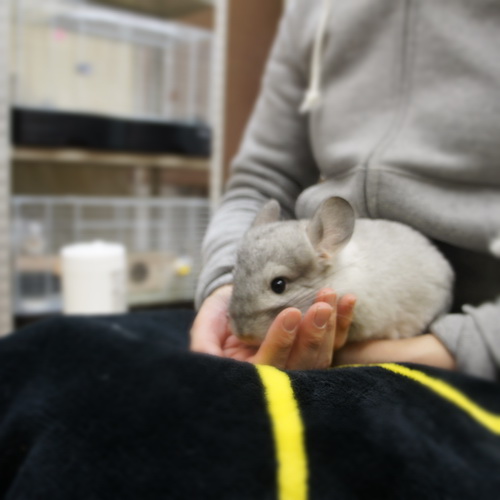 チンチラのティモと鶯谷のうさぎさんで初めての対面 何か思い立ったかのように移動し始めるティモ