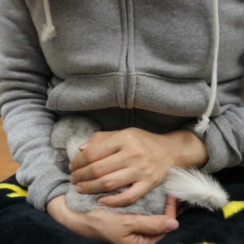 チンチラのティモと初めての対面 腕の間にすっぽりと入り込んで落ち着いた様子